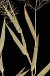 Erectleaf panicgrass